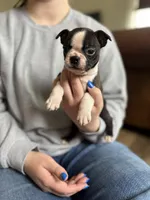 Bella 🩸 AKC Champion Bloodline, a female Boston Terrier for sale in Humboldt, TN – Photo 5 of 8