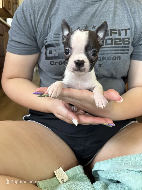Miss Crump 🩸AKC Champion Bloodline  – Boston Terrier puppy for sale in Humboldt, TN
