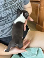 Miss Crump 🩸AKC Champion Bloodline , a female Boston Terrier for sale in Humboldt, TN – 3 of 6