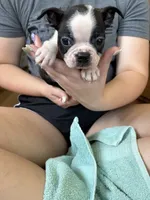 Andy 🩸AKC Champ Bloodline , a male Boston Terrier for sale in Humboldt, TN – 3 of 4