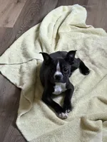 Pumpkin AKC 🩸Champ Blood, a female Boston Terrier for sale in Humboldt, TN – Photo 1 of 9