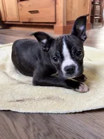 Pumpkin AKC 🩸Champ Blood, a female Boston Terrier for sale in Humboldt, TN – Photo 3 of 9