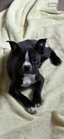 Pumpkin AKC 🩸Champ Blood, a female Boston Terrier for sale in Humboldt, TN – Photo 2 of 9