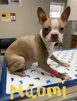 Pumpkin AKC 🩸Champ Blood, a female Boston Terrier for sale in Humboldt, TN – Photo 9 of 9