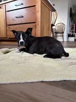 Pumpkin AKC 🩸Champ Blood, a female Boston Terrier for sale in Humboldt, TN – Photo 4 of 9