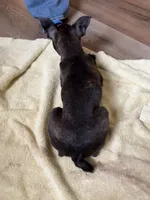 Pumpkin AKC 🩸Champ Blood, a female Boston Terrier for sale in Humboldt, TN – Photo 7 of 9