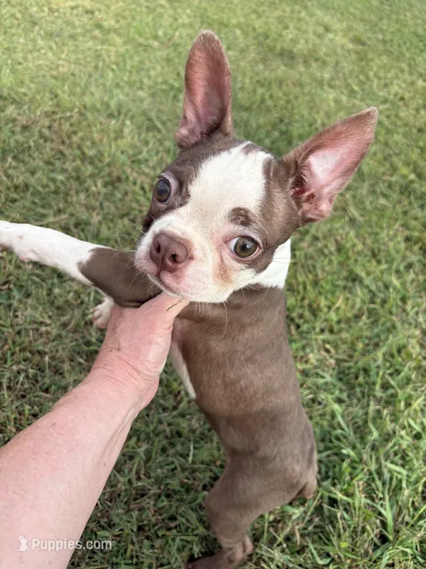 Midget AKC 🩸 – Boston Terrier puppy for sale in Humboldt, TN