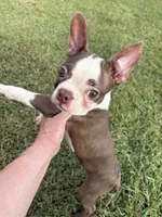 Midget AKC 🩸, a male Boston Terrier for sale in Humboldt, TN – 1 of 8