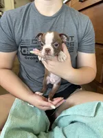 Opie 🩸AKC Champ Bloodline, a male Boston Terrier for sale in Humboldt, TN – 4 of 5