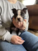 Walt 🩸 AKC Champion Bloodline , a male Boston Terrier for sale in Humboldt, TN – Photo 5 of 7