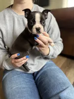 Walt 🩸 AKC Champion Bloodline , a male Boston Terrier for sale in Humboldt, TN – Photo 1 of 7