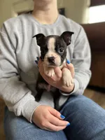 Walt 🩸 AKC Champion Bloodline , a male Boston Terrier for sale in Humboldt, TN – Photo 4 of 7