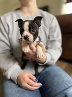 Walt 🩸 AKC Champion Bloodline , a male Boston Terrier for sale in Humboldt, TN – Photo 2 of 7