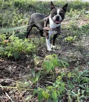 Walt 🩸 AKC Champion Bloodline , a male Boston Terrier for sale in Humboldt, TN – Photo 7 of 7