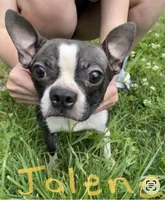 Walt 🩸 AKC Champion Bloodline , a male Boston Terrier for sale in Humboldt, TN – Photo 6 of 7