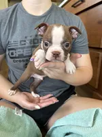 Opie 🩸AKC Champ Bloodline, a male Boston Terrier for sale in Humboldt, TN – 1 of 5