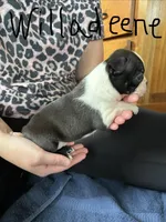 Willadeene 🩸AKC Champ Bloodline, a female Boston Terrier for sale in Humboldt, TN – 2 of 4