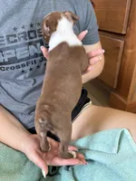Opie 🩸AKC Champ Bloodline, a male Boston Terrier for sale in Humboldt, TN – 3 of 5