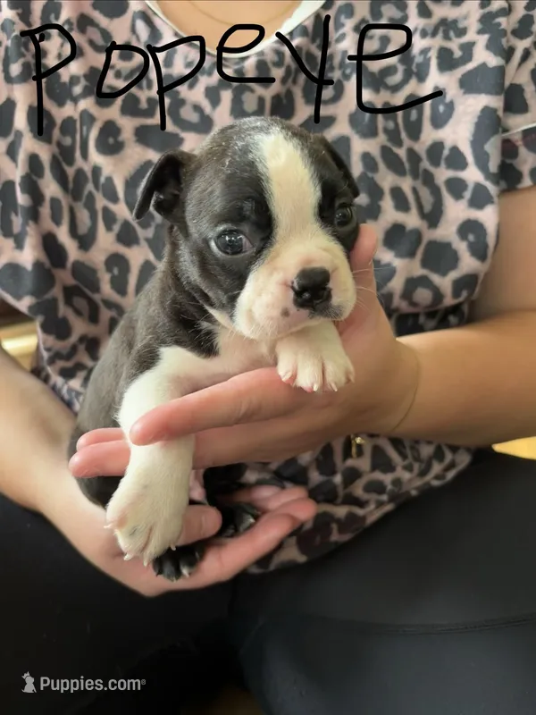 Popeye 🩸AKC Champ Bloodline – Boston Terrier puppy for sale in Humboldt, TN