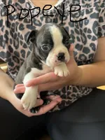Popeye 🩸AKC Champ Bloodline, a male Boston Terrier for sale in Humboldt, TN – 1 of 5