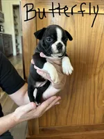 Butterfly 🩸AKC Champ Bloodline, a female Boston Terrier for sale in Humboldt, TN – 5 of 6