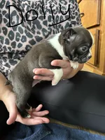 Dolly 🩸AKC Champ Bloodline, a female Boston Terrier for sale in Humboldt, TN – 4 of 5