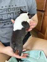 Aunt Bee 🩸AKC Champ Bloodline, a female Boston Terrier for sale in Humboldt, TN – 3 of 7