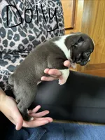Dolly 🩸AKC Champ Bloodline, a female Boston Terrier for sale in Humboldt, TN – 2 of 5