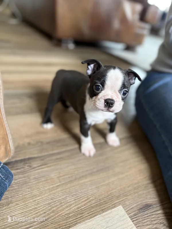 Cinderella 🩸AKC Champion Blood