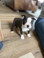 Cinderella 🩸AKC Champion Blood, a female Boston Terrier for sale in Humboldt, TN – Photo 1 of 10