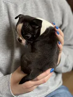 Cinderella 🩸AKC Champion Blood, a female Boston Terrier for sale in Humboldt, TN – Photo 2 of 10