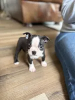 Cinderella 🩸AKC Champion Blood, a female Boston Terrier for sale in Humboldt, TN – Photo 5 of 10