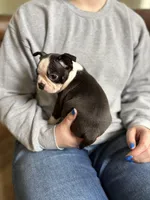 Cinderella 🩸AKC Champion Blood, a female Boston Terrier for sale in Humboldt, TN – Photo 7 of 10