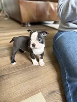 Cinderella 🩸AKC Champion Blood, a female Boston Terrier for sale in Humboldt, TN – Photo 8 of 10