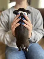 Cinderella 🩸AKC Champion Blood, a female Boston Terrier for sale in Humboldt, TN – Photo 3 of 10