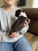 Cinderella 🩸AKC Champion Blood, a female Boston Terrier for sale in Humboldt, TN – Photo 4 of 10