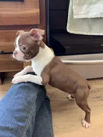 Praline AKC, a male Boston Terrier for sale in Humboldt, TN – Photo 4 of 9