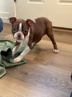 Praline AKC, a male Boston Terrier for sale in Humboldt, TN – Photo 5 of 9