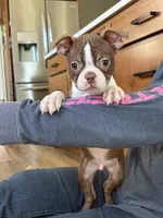 Praline AKC, a male Boston Terrier for sale in Humboldt, TN – Photo 3 of 9