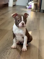 Praline AKC, a male Boston Terrier for sale in Humboldt, TN – Photo 2 of 9