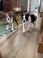 Praline AKC, a male Boston Terrier for sale in Humboldt, TN – Photo 9 of 9