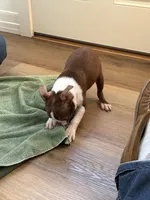 Praline AKC, a male Boston Terrier for sale in Humboldt, TN – Photo 6 of 9