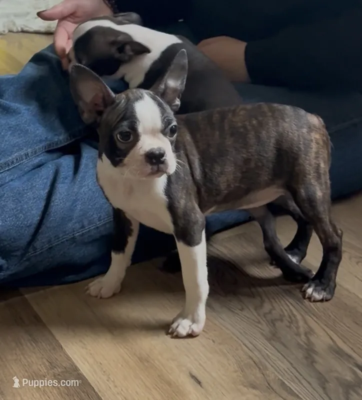 Cider AKC🩸Champion Blood