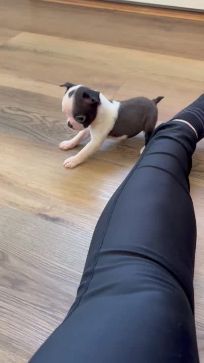 Thelma 🩸AKC Champion Bloodline, a female Boston Terrier for sale in Humboldt, TN – 6 of 6