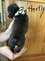 Butterfly 🩸AKC Champ Bloodline, a female Boston Terrier for sale in Humboldt, TN – 3 of 6
