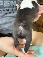 Aunt Bee 🩸AKC Champ Bloodline, a female Boston Terrier for sale in Humboldt, TN – 2 of 7