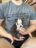 Thelma 🩸AKC Champion Bloodline, a female Boston Terrier for sale in Humboldt, TN – 3 of 6