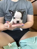 Aunt Bee 🩸AKC Champ Bloodline, a female Boston Terrier for sale in Humboldt, TN – 4 of 7
