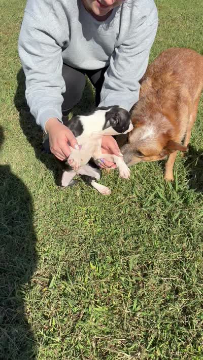 Cori AKC 🩸Champion Bloodline, a female Boston Terrier for sale in Humboldt, TN – 3 of 3