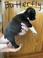 Butterfly 🩸AKC Champ Bloodline, a female Boston Terrier for sale in Humboldt, TN – 4 of 6